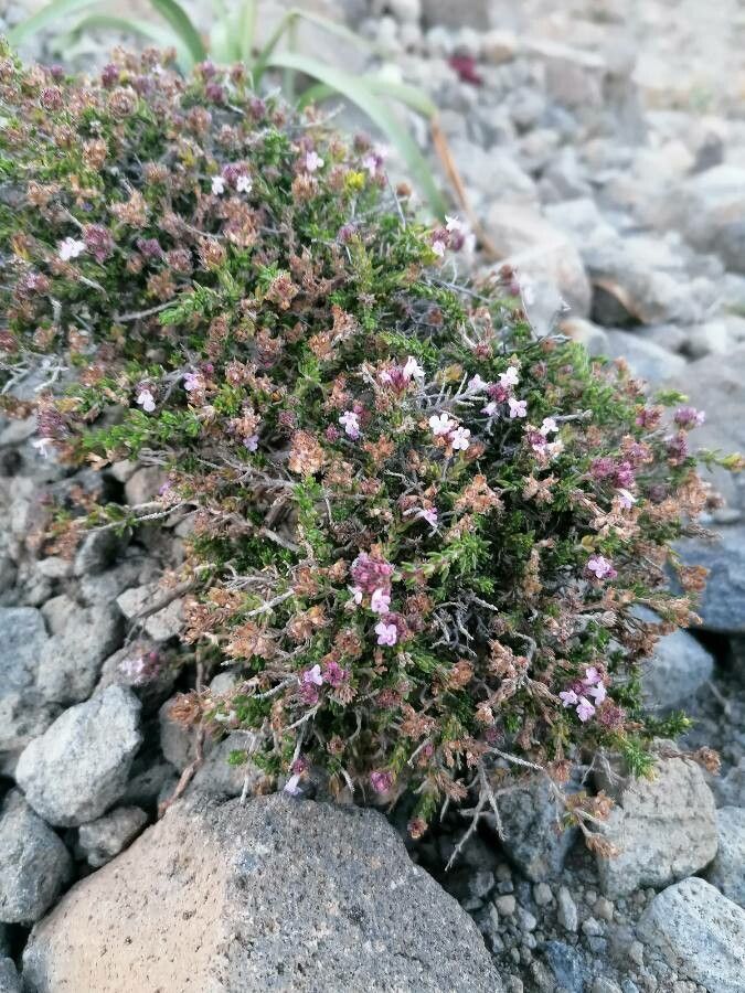 Thymus hyemalis habit
