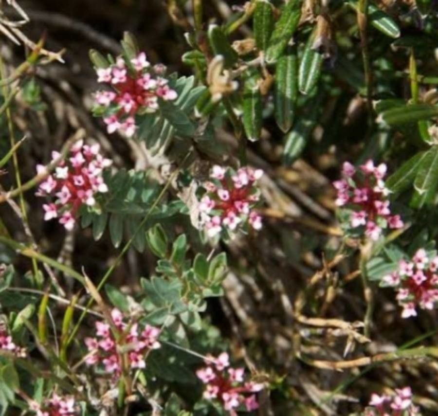 Pimelea alpina — search result for 'Thymelaeaceae'