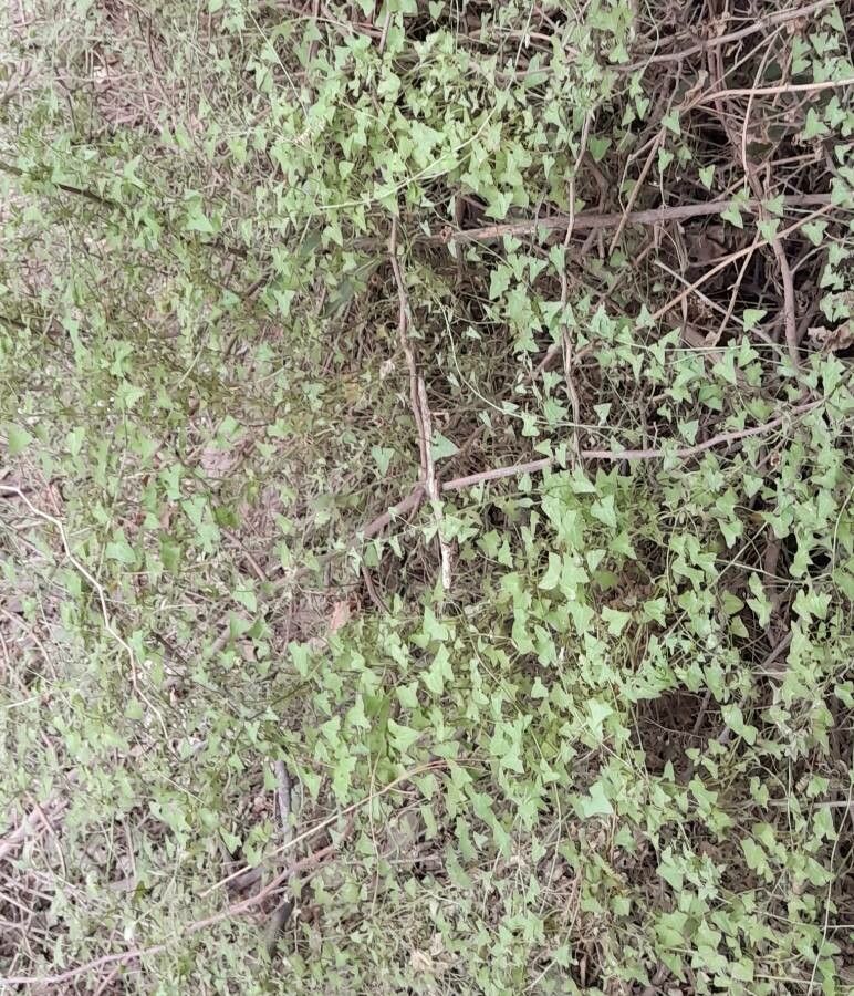 Maurandya antirrhiniflora habit