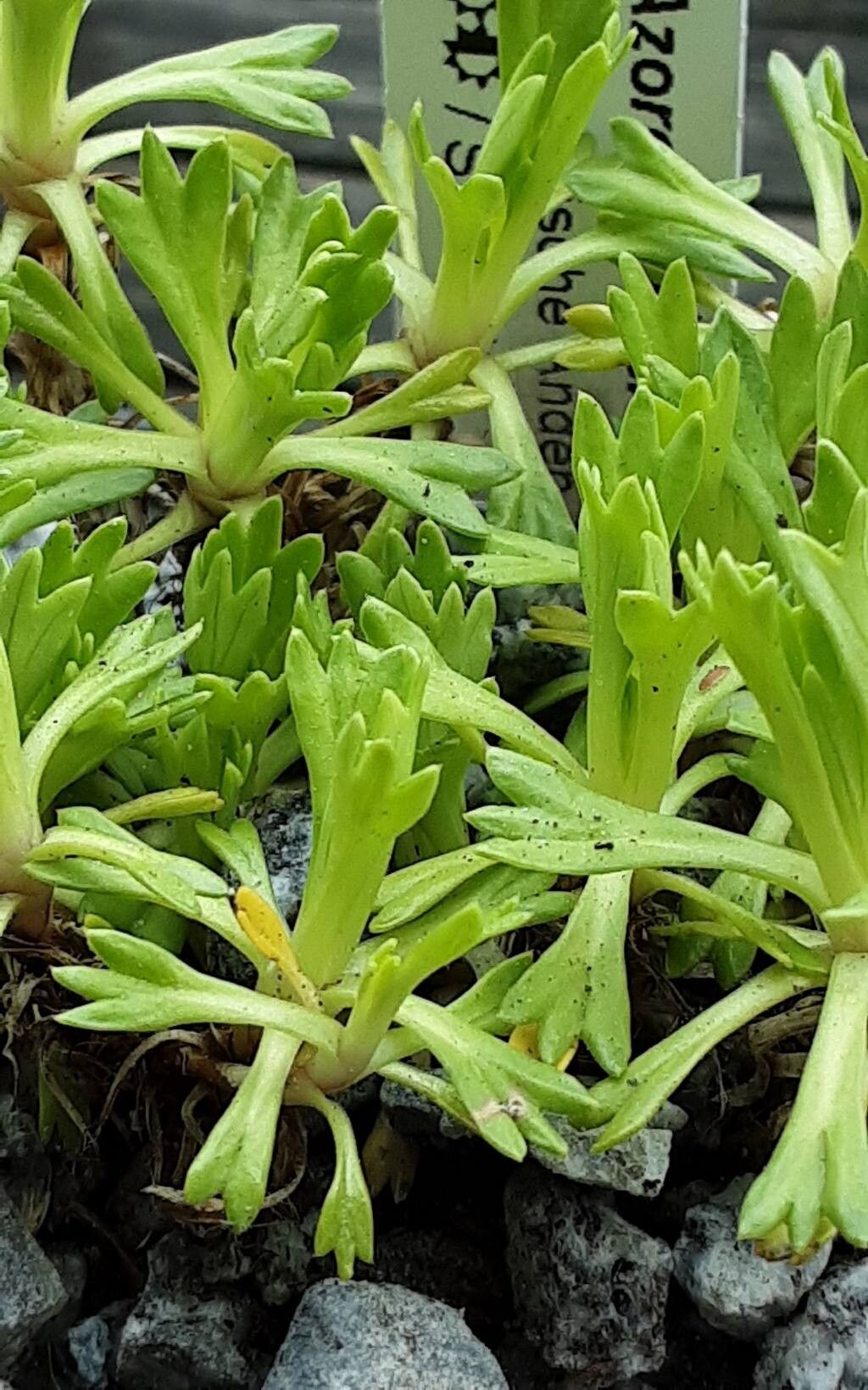 Azorella diversifolia habit
