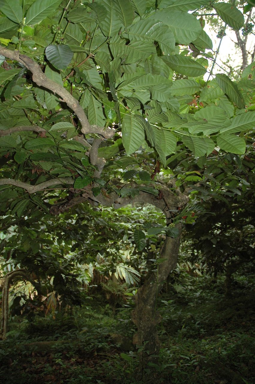 Coffea canephora — search result for 'Congo'