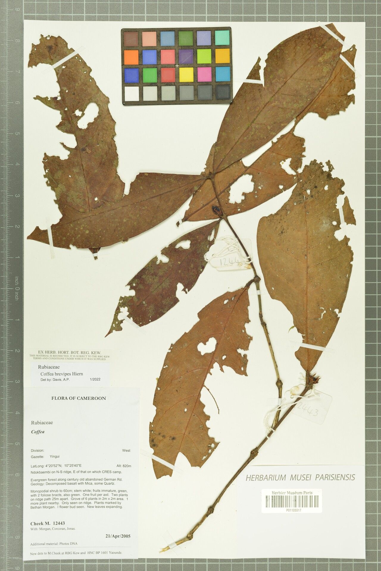 Coffea brevipes — search result for 'Coffea'