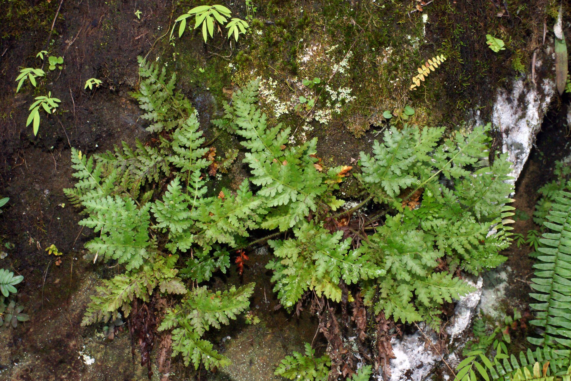 Anemia perrieriana — houseplant care guide