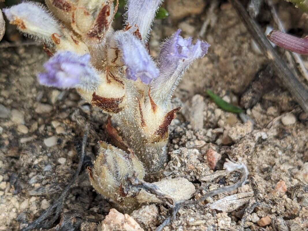 Phelipanche camphorosmae — related species from the same genus