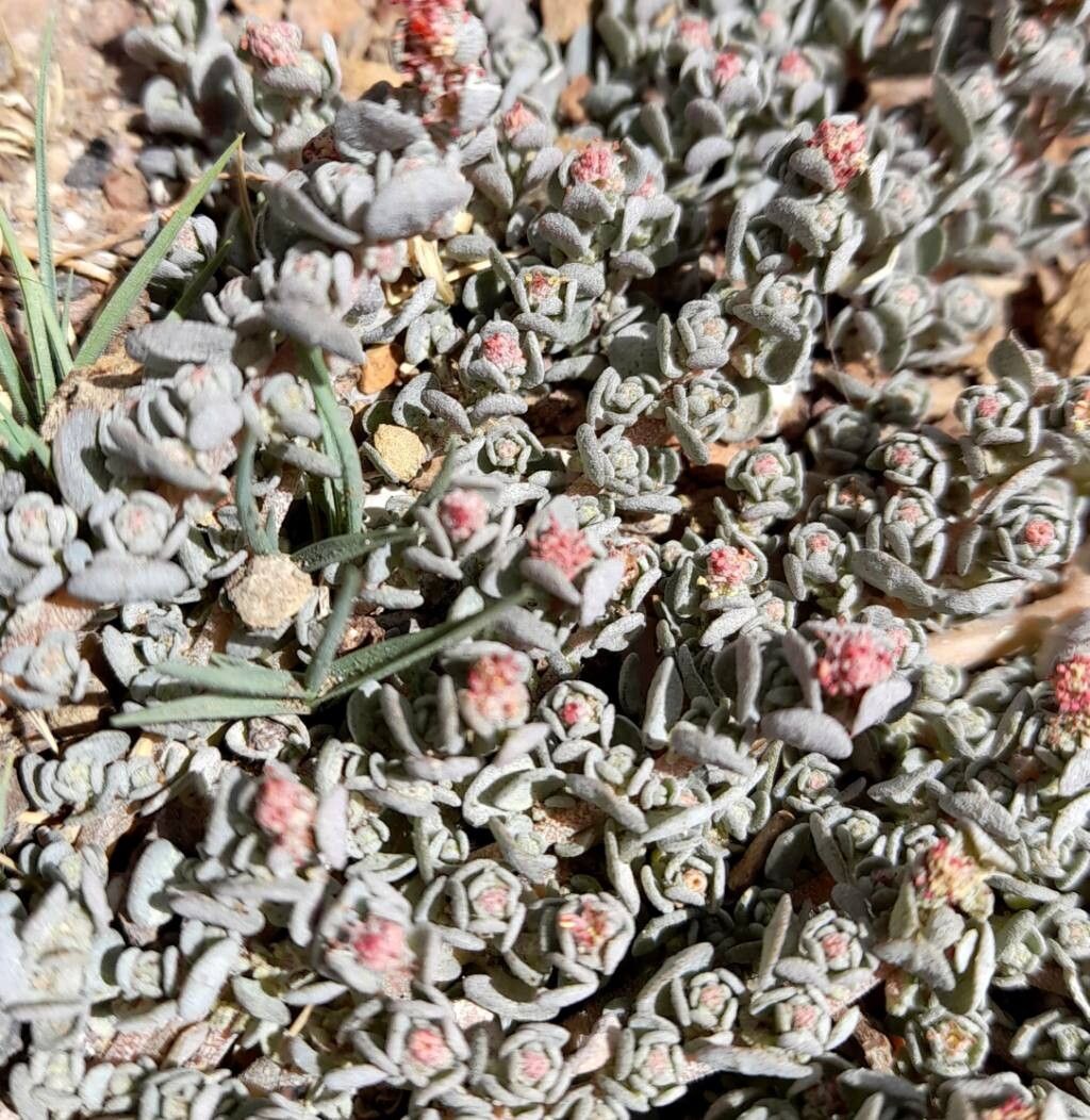 Atriplex myriophylla — houseplant care guide