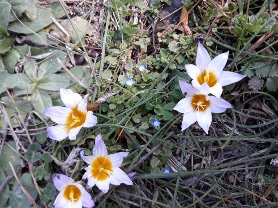 Romulea bulbocodium leaf