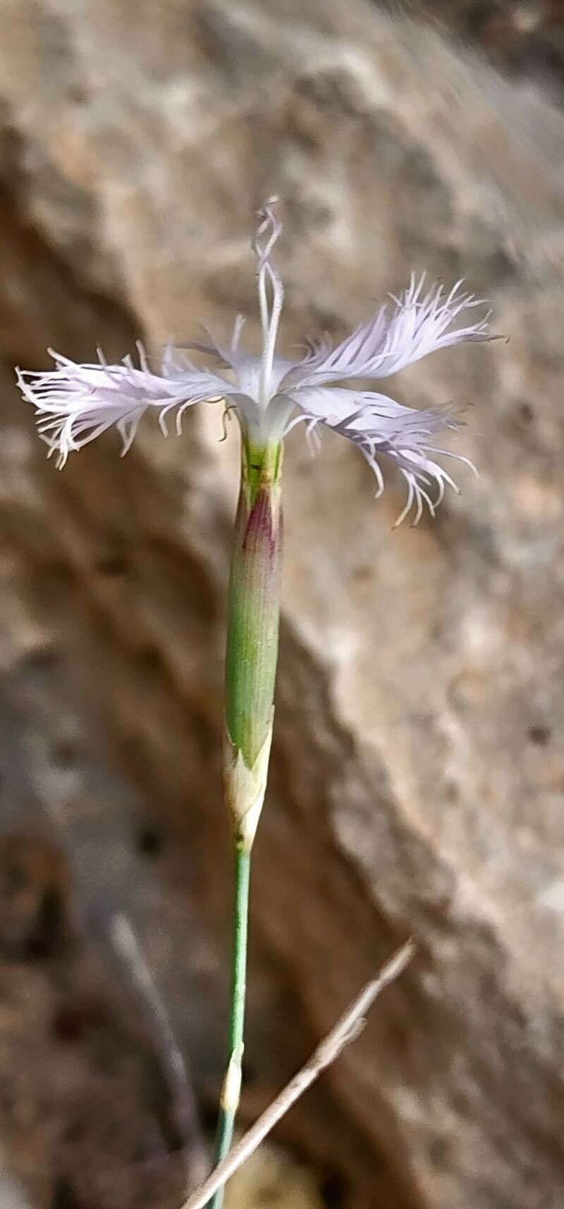 Dianthus austroiranicus flower