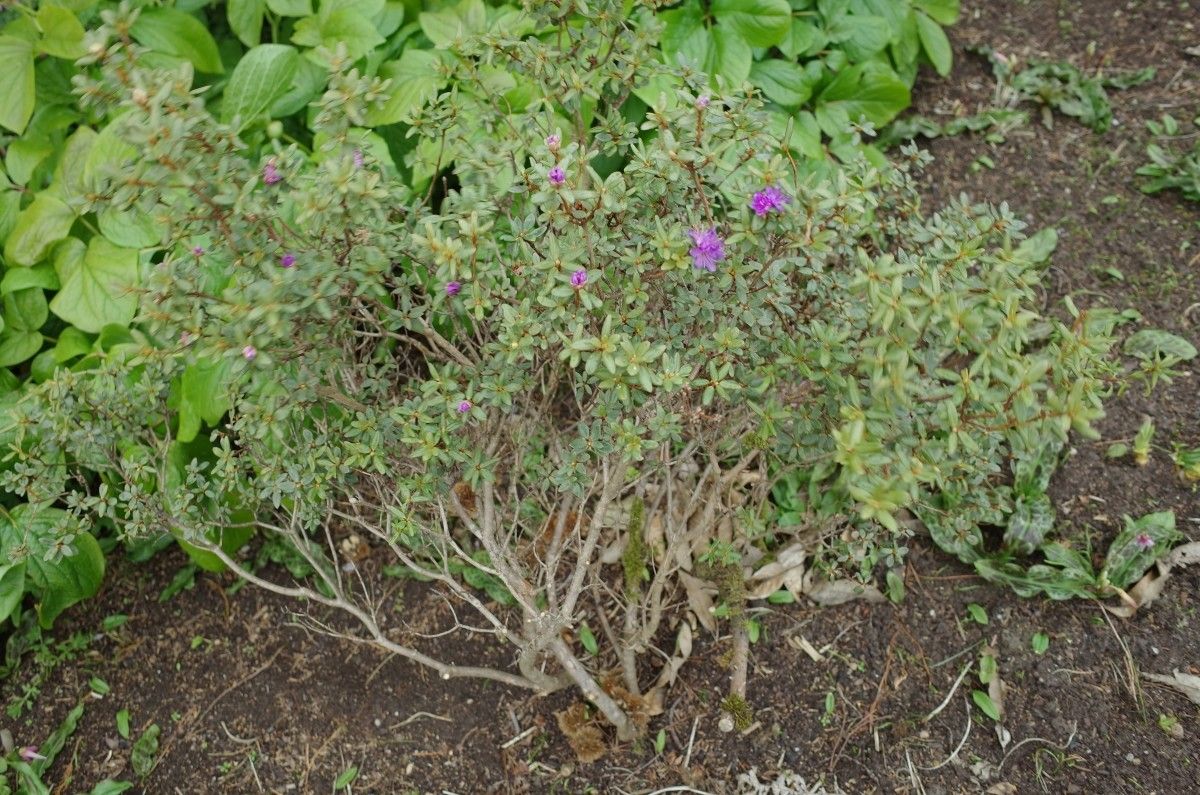 Rhododendron yungningense habit