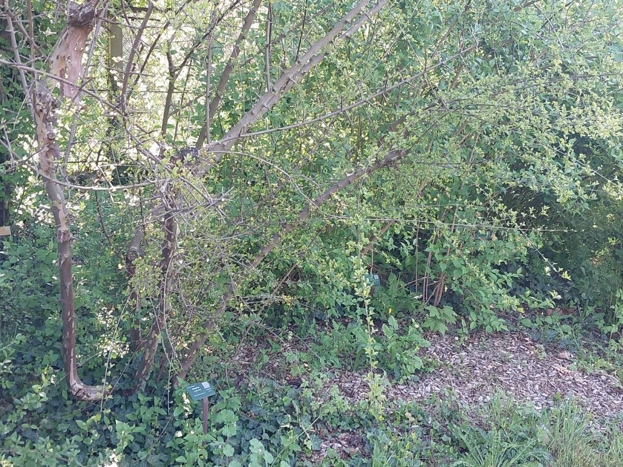 Rhamnus rosthornii habit