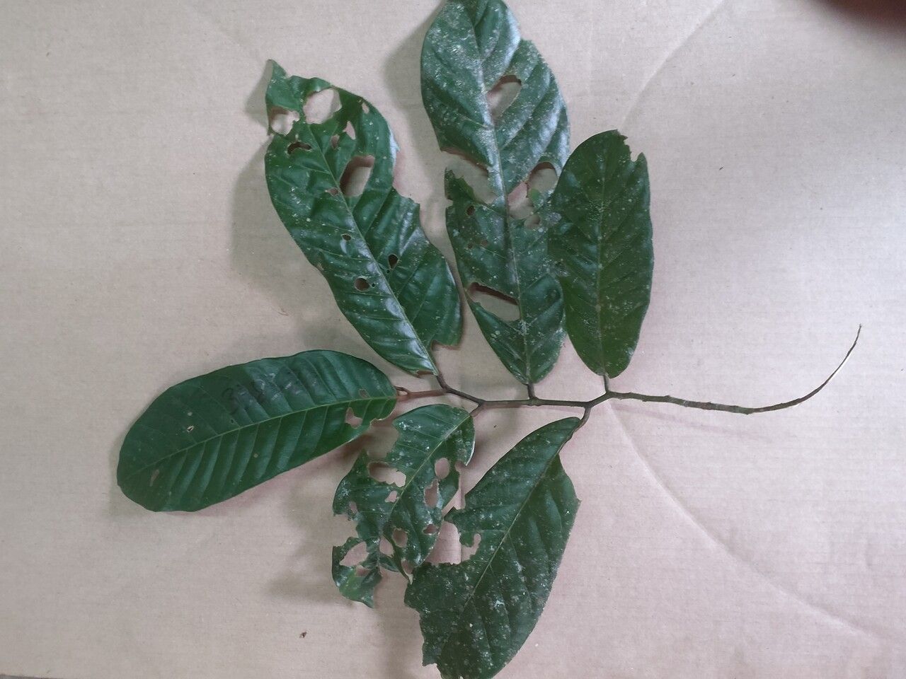 Annona exsucca — search result for 'Annona'