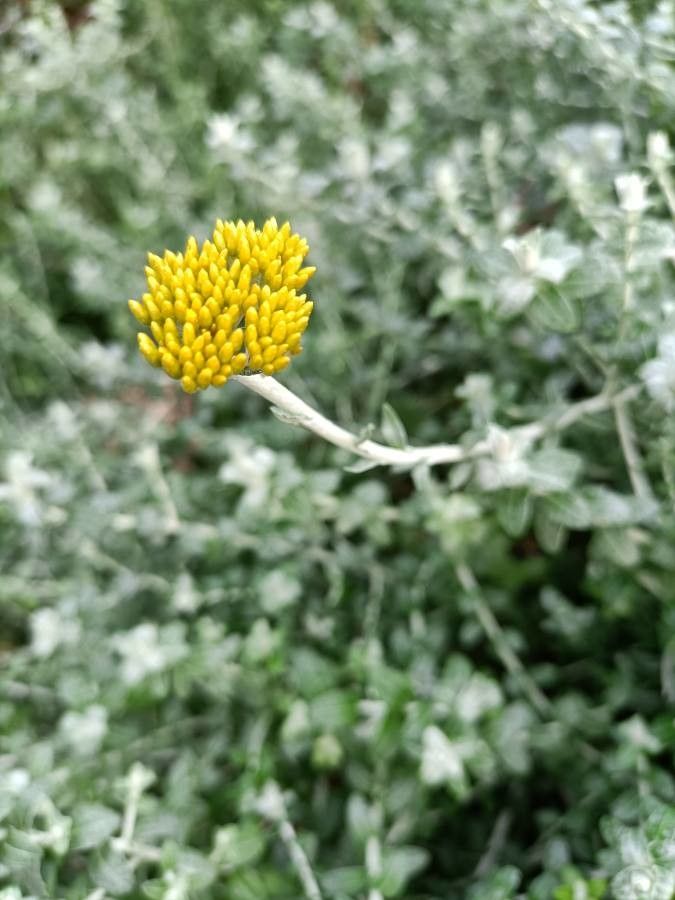 Helichrysum cymosum flower