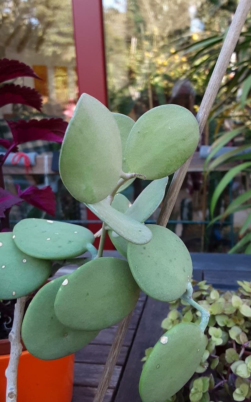 Xerosicyos danguyi flower