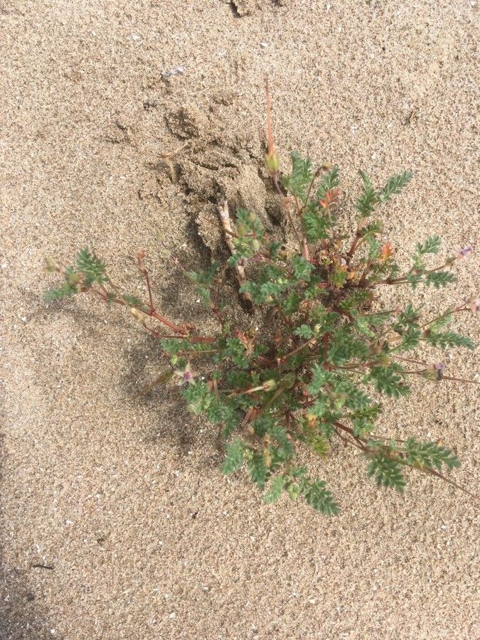 Erodium lebelii — search result for 'Erodium'