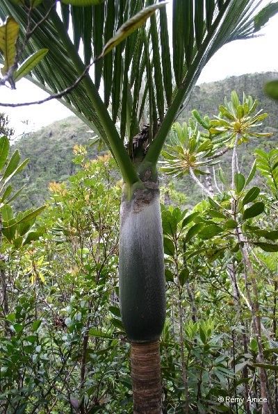 Basselinia porphyrea bark