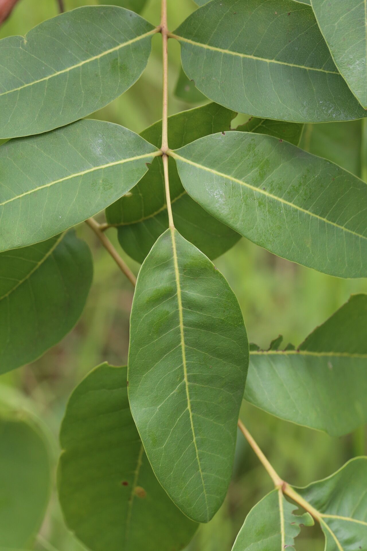 Ekebergia benguelensis — related species from the same genus
