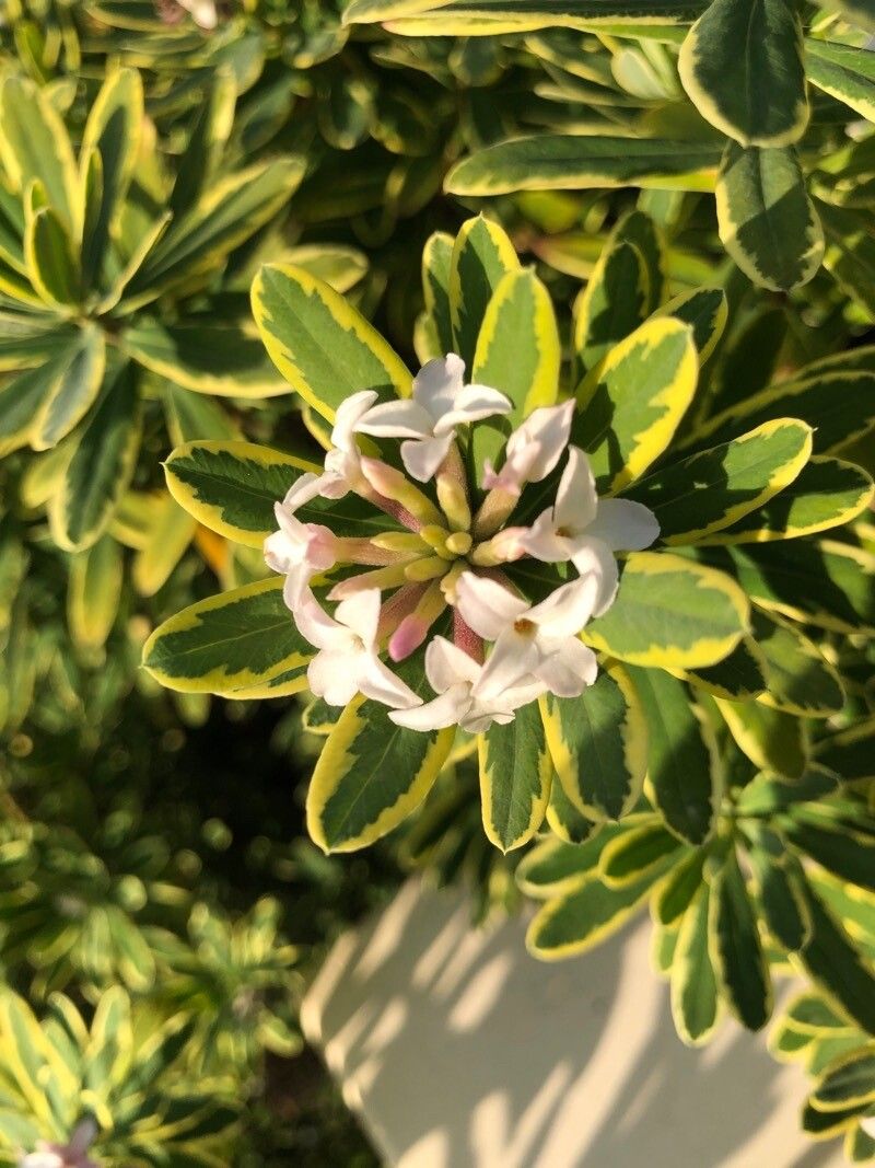 Daphne caucasica flower