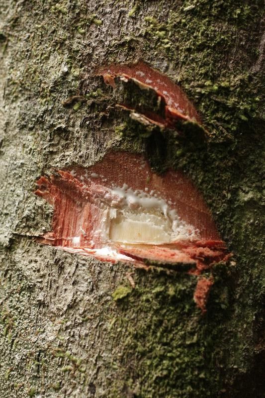 Chrysophyllum sanguinolentum other