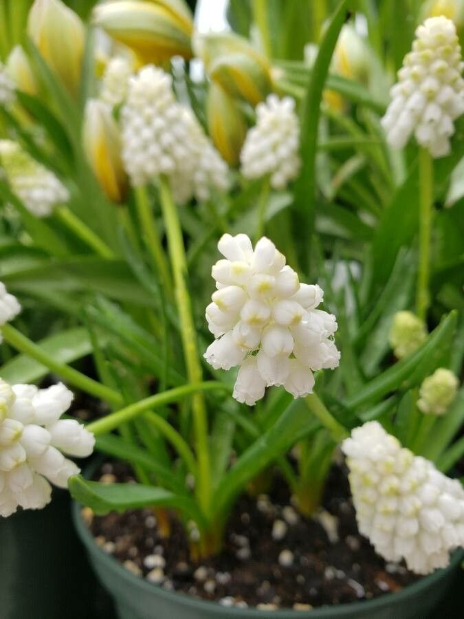 Muscari aucheri flower
