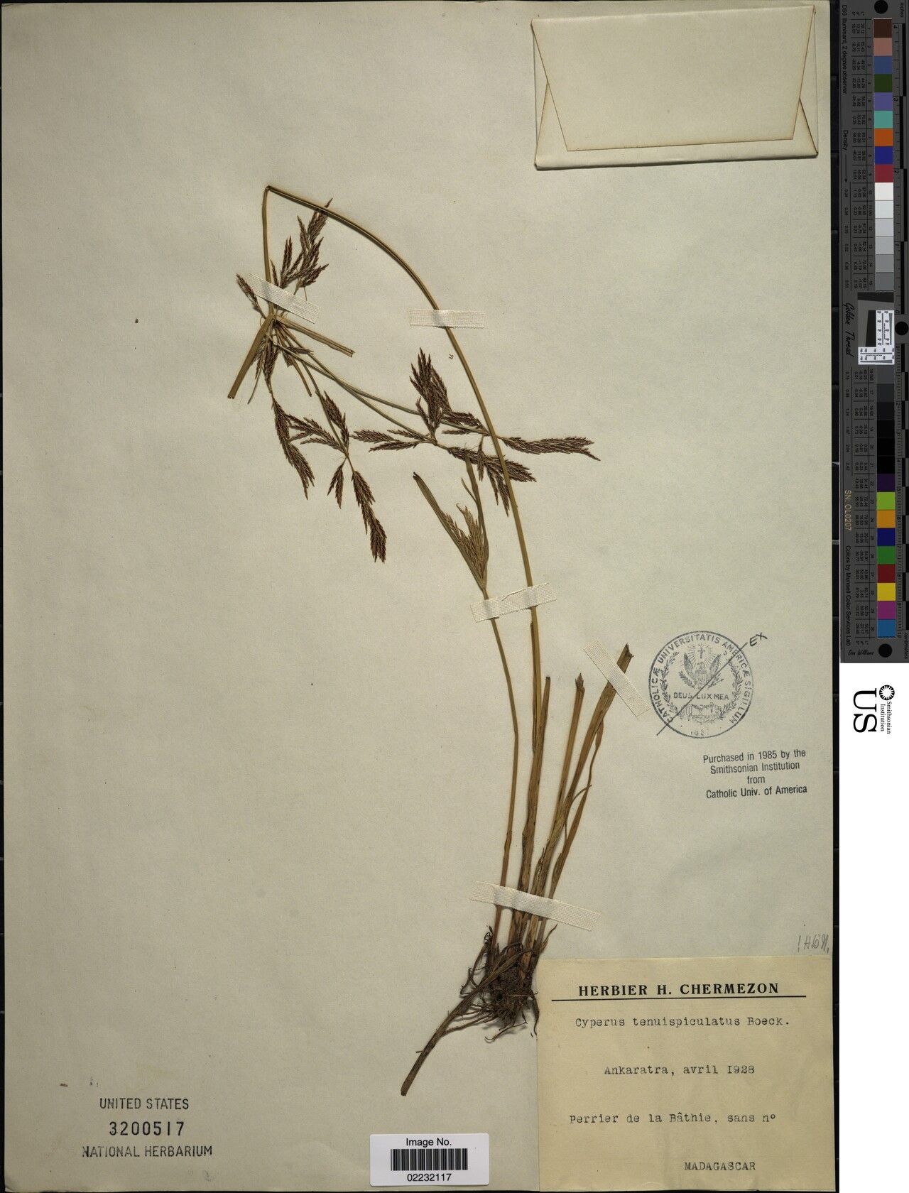 Cyperus tenuispiculatus — houseplant care guide