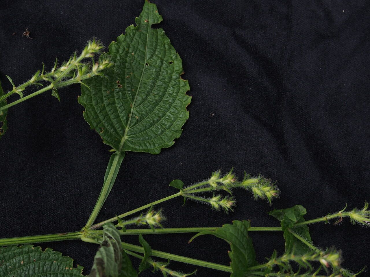 Strobilanthes thomsonii habit