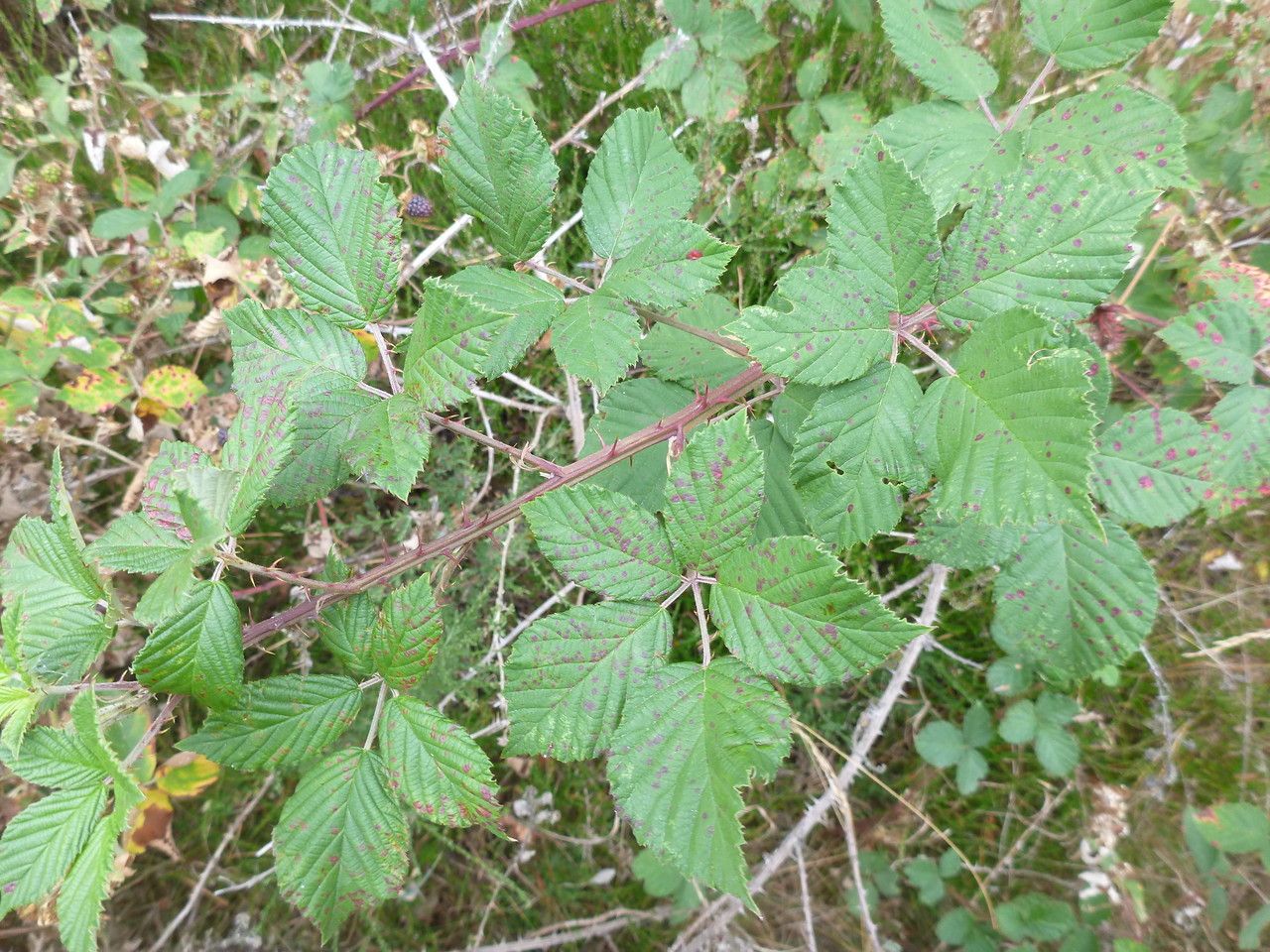 Rubus acutidens