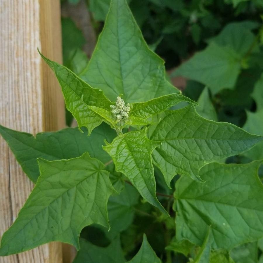 Chenopodium hybridum leaf