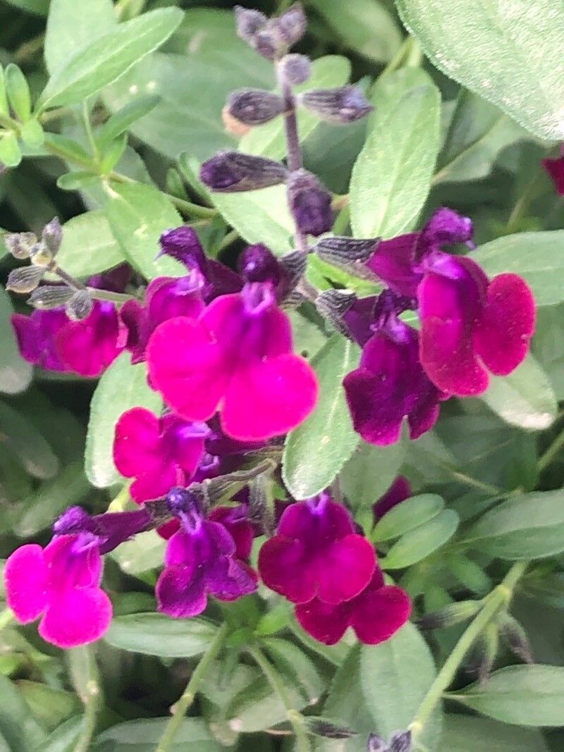 Salvia hians flower