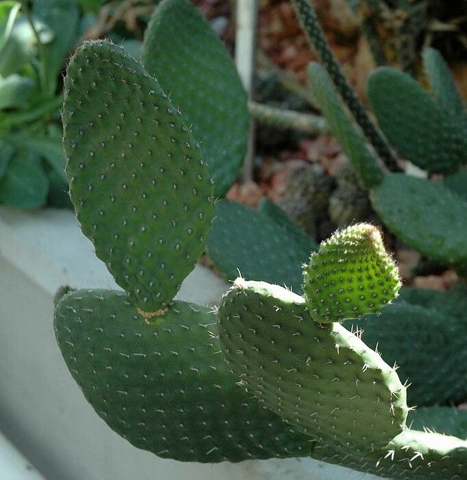 Opuntia saxatilis — houseplant care guide