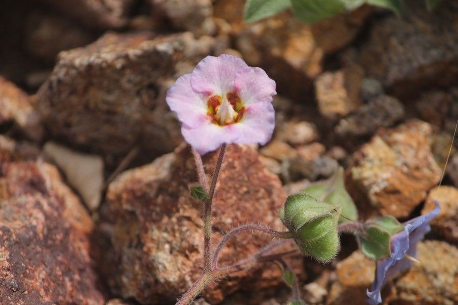 Trichodesma ehrenbergii flower