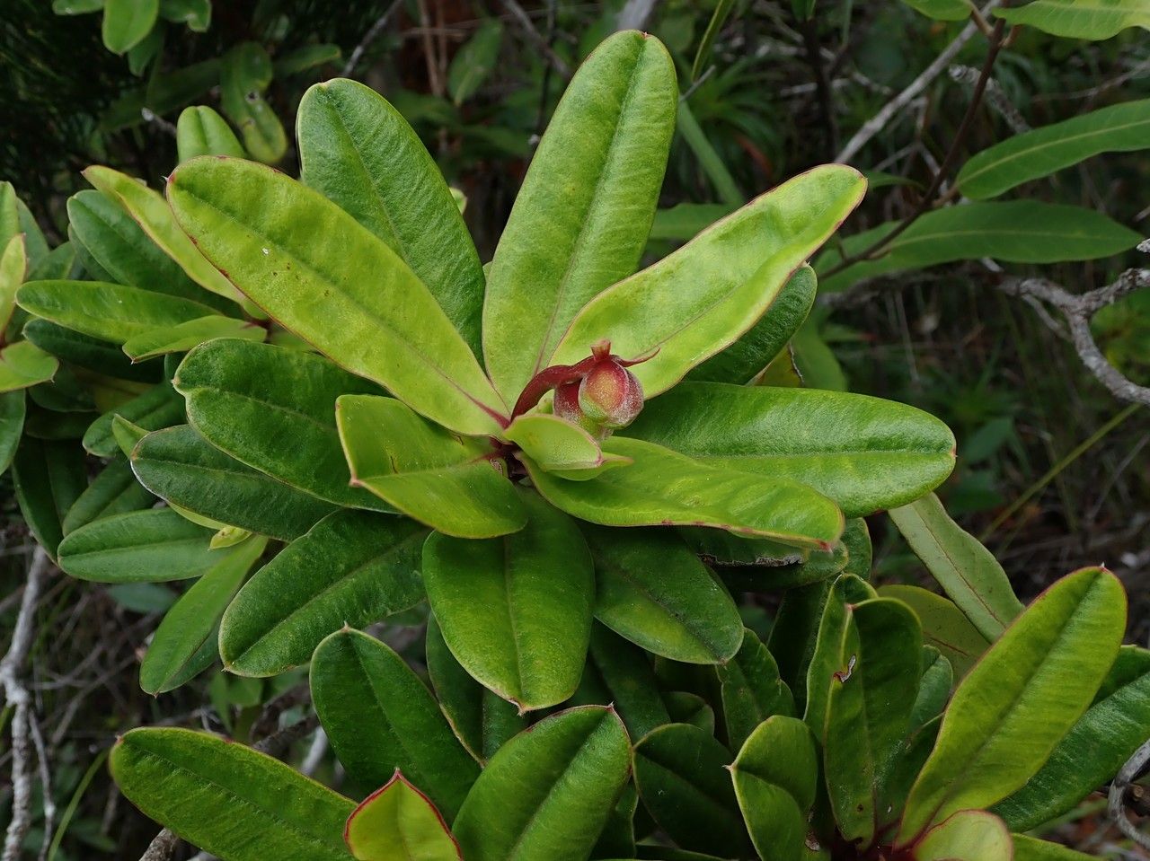 Hibbertia trachyphylla — houseplant care guide