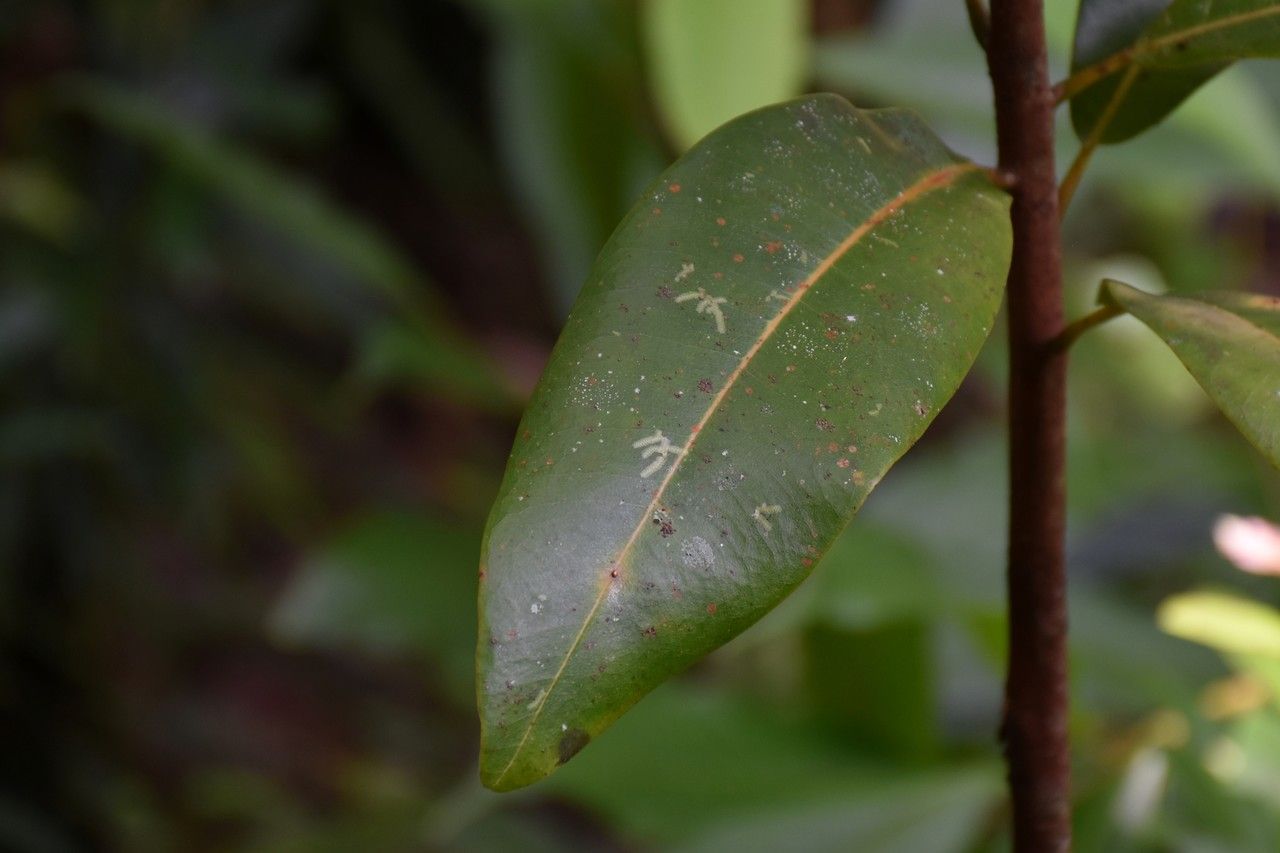 Sideroxylon grandiflorum — houseplant care guide