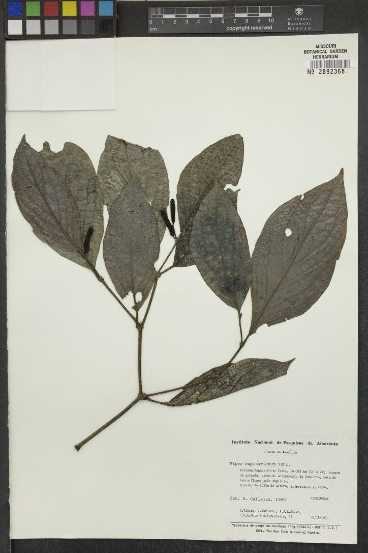 Piper capitarianum — houseplant care guide