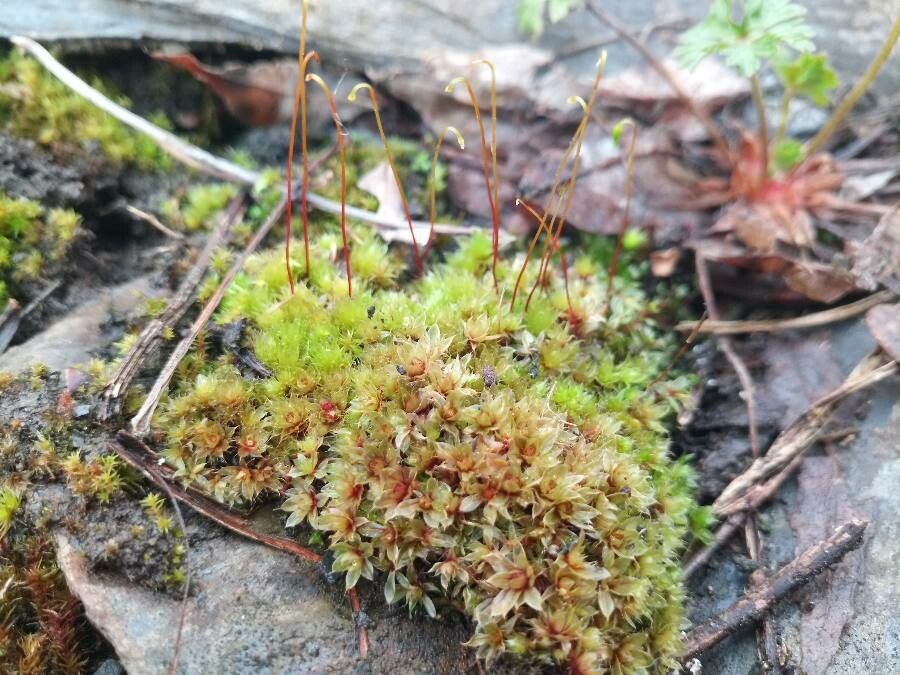 Ptychostomum capillare habit