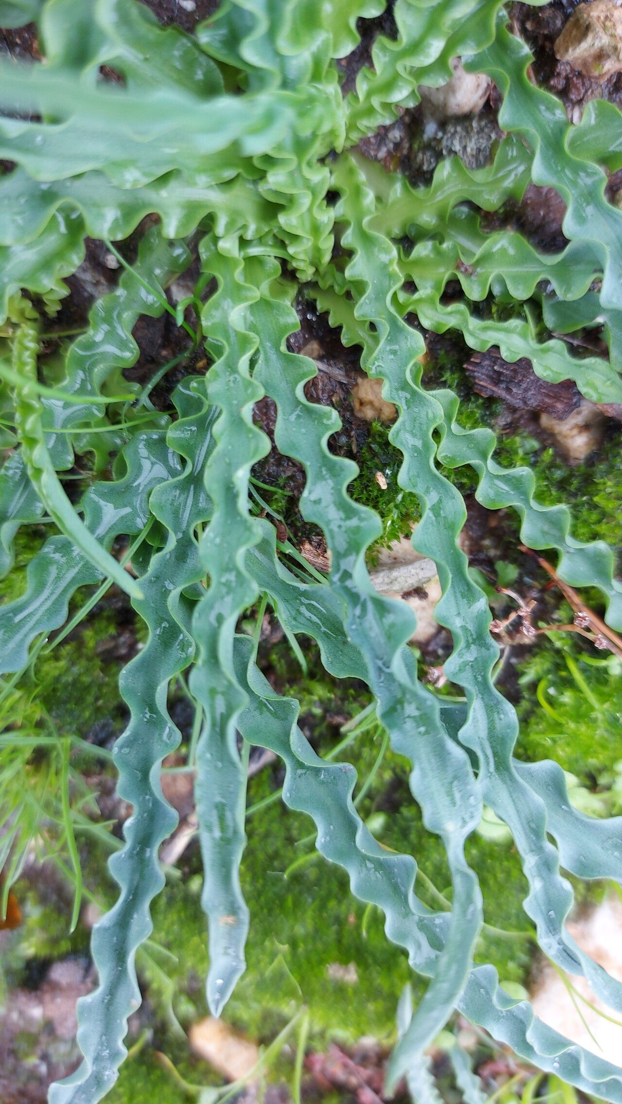 Drimia undulata — search result for 'Drimia'