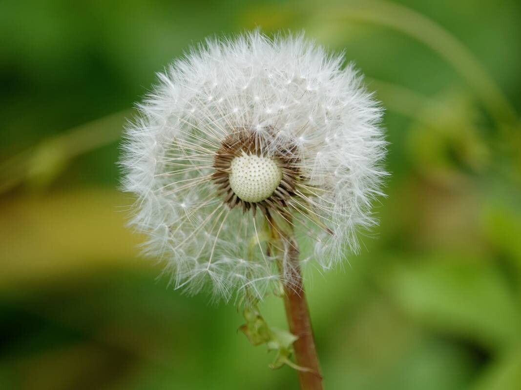 Taraxacum sect. Taraxacum fruit