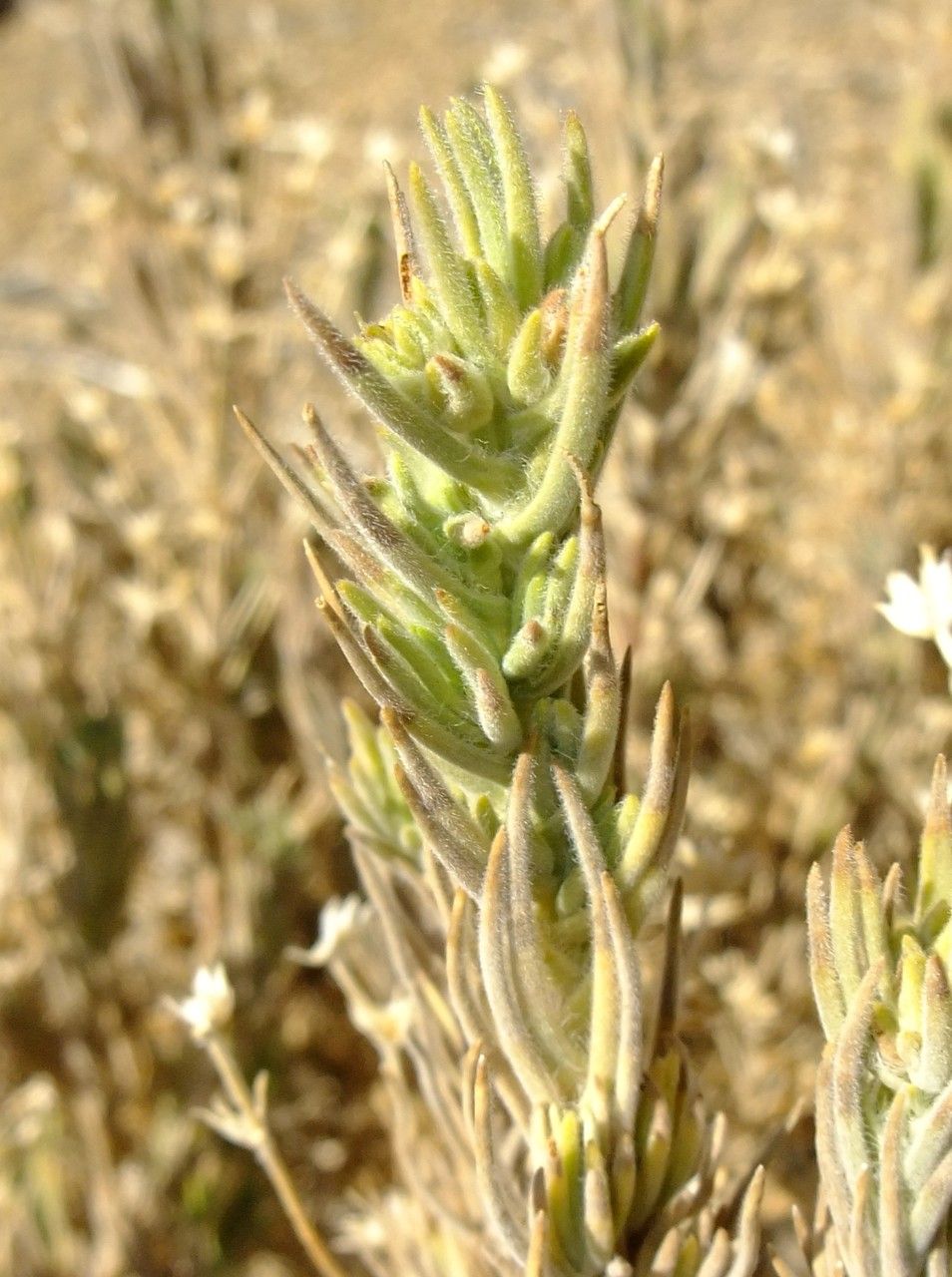Plantago webbii habit