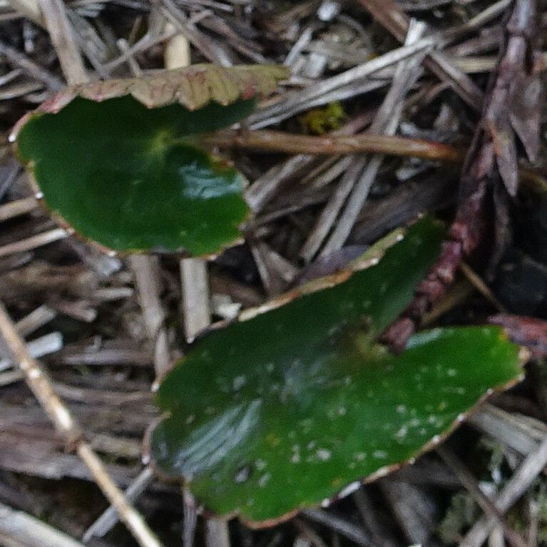 Ranunculus peruvianus — houseplant care guide