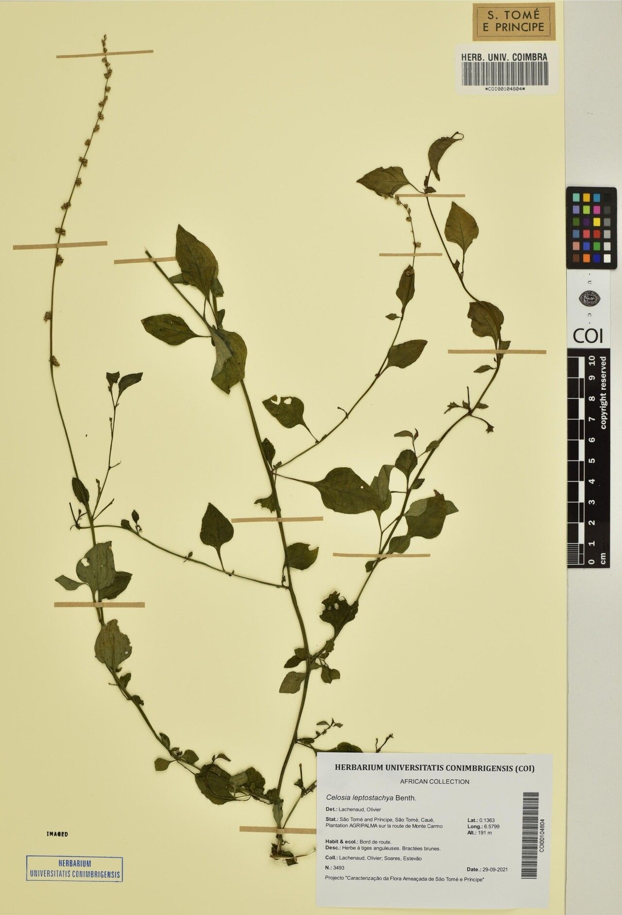 Celosia leptostachya — houseplant care guide