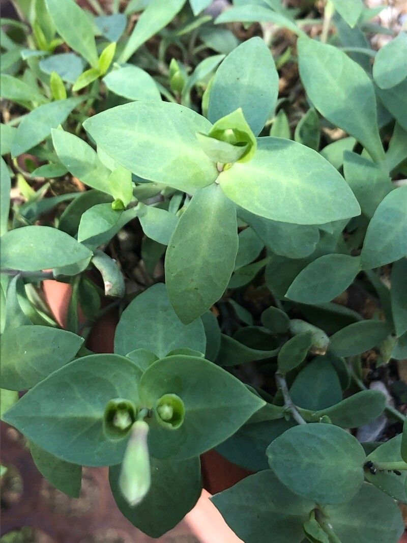 Silene glaucifolia — houseplant care guide