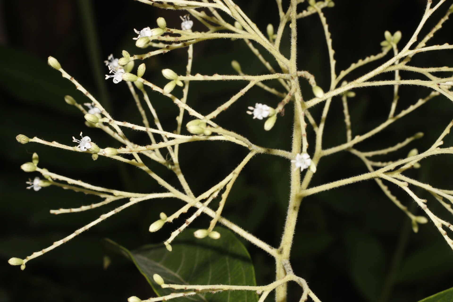 Cordia diversifolia flower