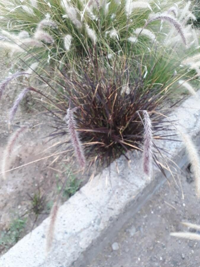 Cortaderia jubata flower