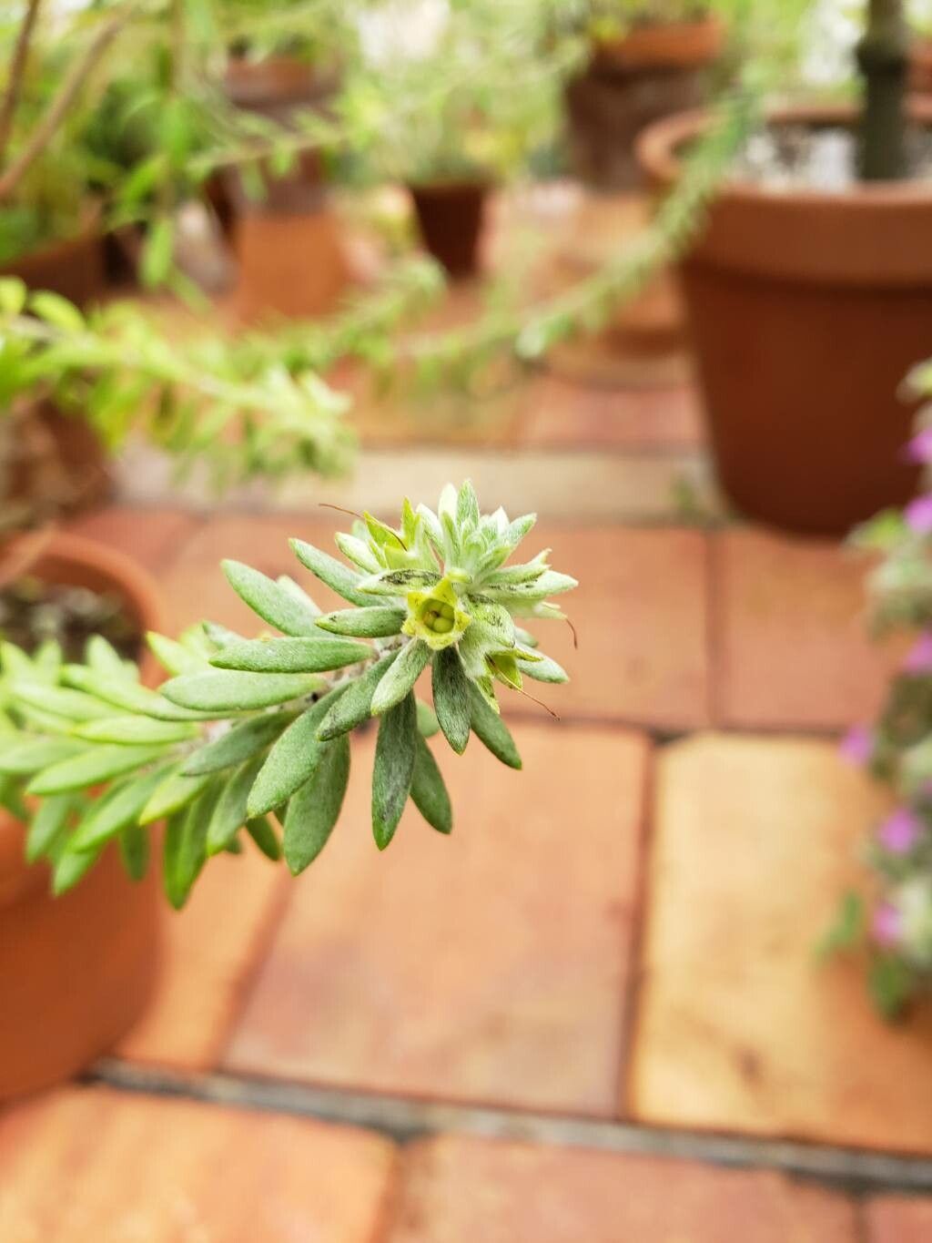 Westringia brevifolia fruit