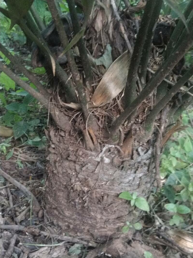 Zamia onan-reyesii bark