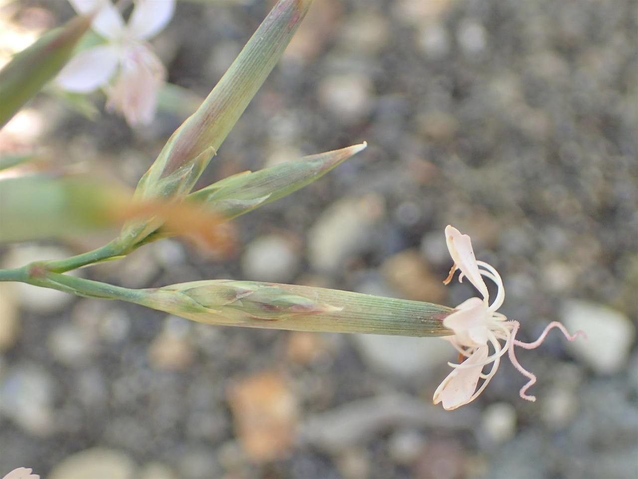 Dianthus pyrenaicus fruit