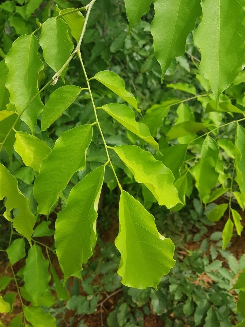 Pterocarpus michelianus leaf
