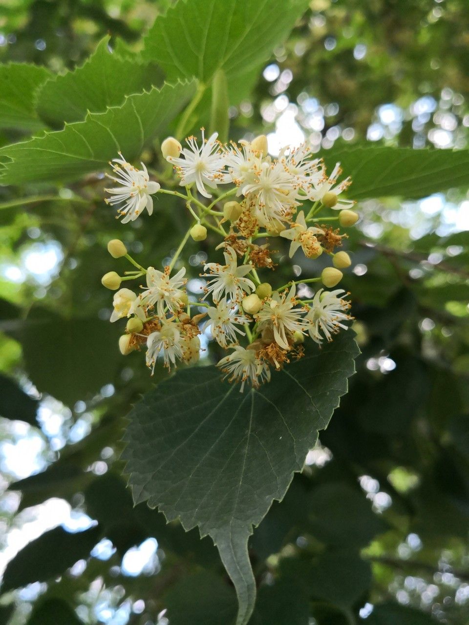 Tilia mongolica flower