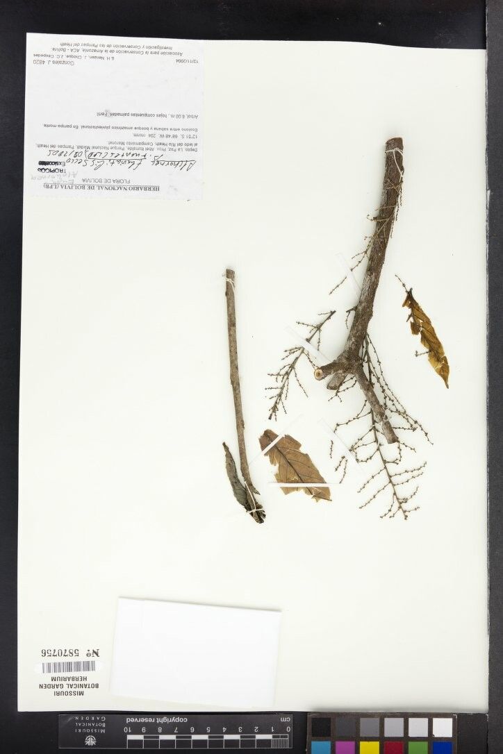 Alchornea fluviatilis — houseplant care guide