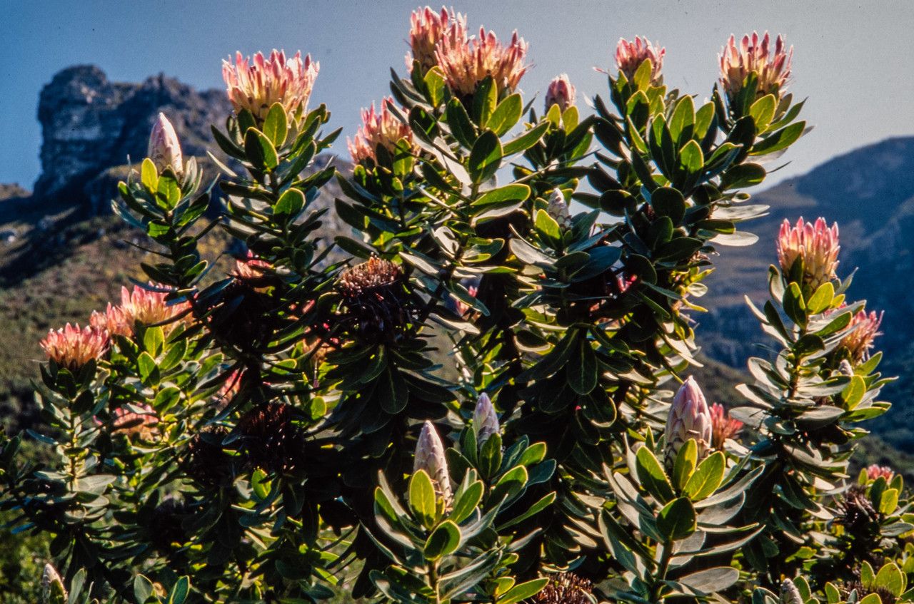 Protea roupelliae habit