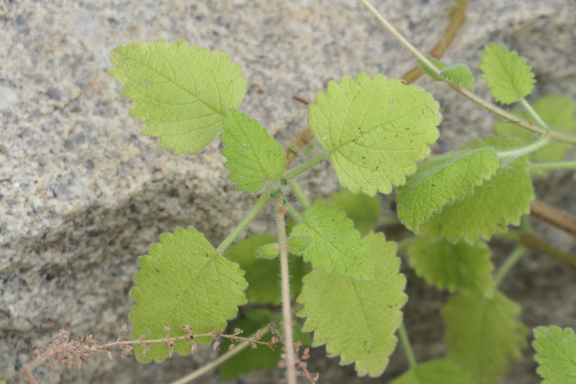 Plectranthus dinteri — search result for 'Plectranthus'
