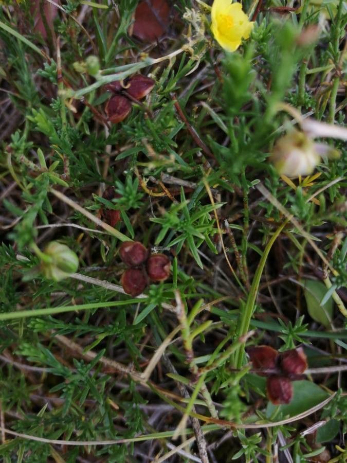 Fumana ericifolia fruit